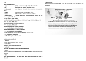 0017 B චෛතසික පරමාර්ථ ධර්ම 52.png